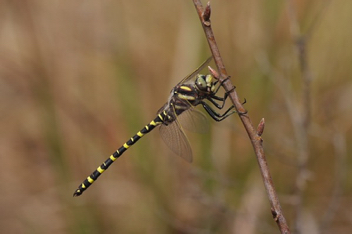 Cordulegaster sayi, male